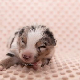 Kylo - Blue merle male Miniature Australian Shepherd puppy in Lacombe, Louisiana from Indigo River Aussies
