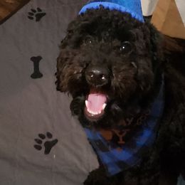 Bentley - Cavapoo