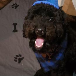 Bentley - Cavapoo