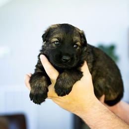 Purple collar - Sable female German Shepherd puppy in Portland, Tennessee from Howixx German Shepherds