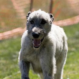 Irish Wolfhounds from Celtic Clover Hounds