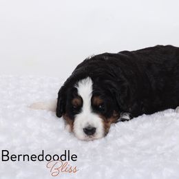 Bernedoodle Puppies from Bernedoodle Bliss