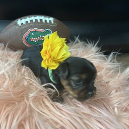 Yorkshire Terrier Puppies from Joy Riley's Yorkies