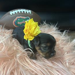 Yorkshire Terrier Puppies from Joy Riley's Yorkies