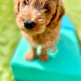 Goldendoodle and Golden Retriever Puppies from Golden Rose Retrievers and Doodles
