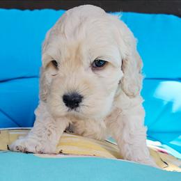 Reel - Cream male Cockapoo puppy in Indiahoma, Oklahoma from Phamily Doodles