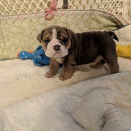 Boxer and Bulldog Puppies from Perry Hill Bullies