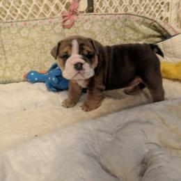 Boxer and Bulldog Puppies from Perry Hill Bullies