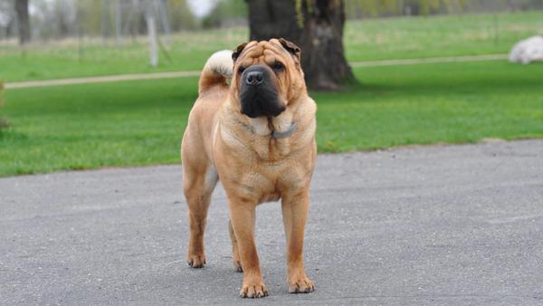Find Chinese Shar-Pei puppies for sale near Bel Air South, MD