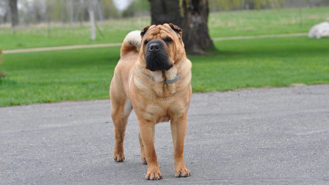 Chinese Shar-Pei