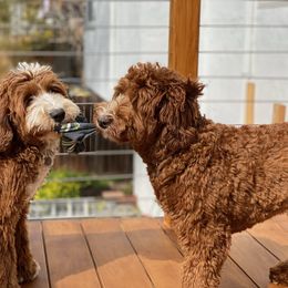 Australian Labradoodle Puppies from Cascade Canyon Labradoodles
