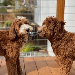 Australian Labradoodle Puppies from Cascade Canyon Labradoodles