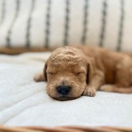Girl 4 - Apricot female Goldendoodle puppy in Valley Farms, Arizona from Gall’s Doodle Ranch