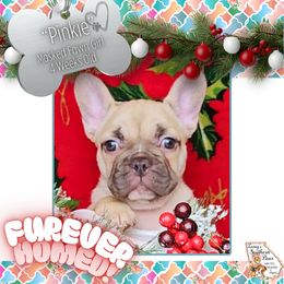 Girl 1 - Pinkie - Fawn female French Bulldog puppy in Elberton, Georgia from Ioney's Southern Paws Shelties, Frenchies, and Yorkies