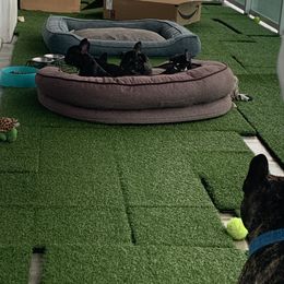 French Bulldog Puppies from Luna and London’s Puppies