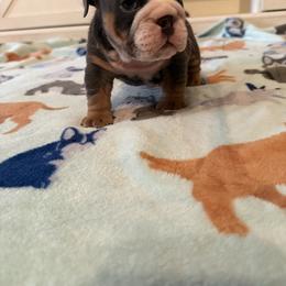 Victor - Blue tri-color male Bulldog puppy in Topeka, Kansas from Midwest Monster Made Bulldogs