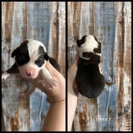 FLUFFY COAT-HONEY - Sable female Pembroke Welsh Corgi puppy in Berea, Kentucky from SunShine Corgis