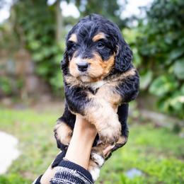 Colonel - Tri-color male Bernedoodle puppy in Palmetto Bay, Florida from SOMIDOODLES