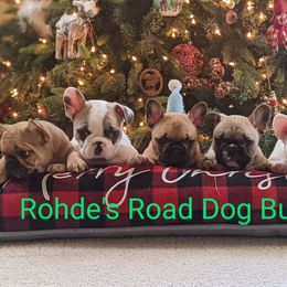 Bulldog and French Bulldog Puppies from Rohde's Road Dog Bullies