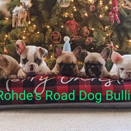 Bulldog and French Bulldog Puppies from Rohde's Road Dog Bullies