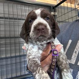 Purple - Liver and white female German Shorthaired Pointer puppy in Newton Grove, North Carolina from Wayalife Labradors & Gsp’s