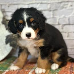 Milly - Tri-color female Bernedoodle puppy in Moulton, Iowa from Shondel Puppy Paws