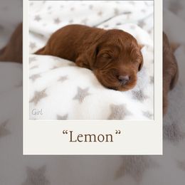 Girl 6 - Australian Labradoodle puppy in Chelsea, Michigan from Michigan Labradoodles