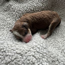 Bernedoodle Puppies from Double B Doodles