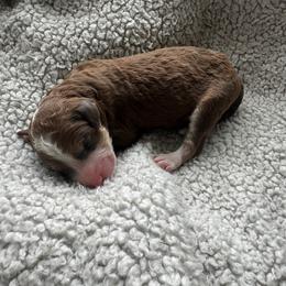 Bernedoodle Puppies from Double B Doodles