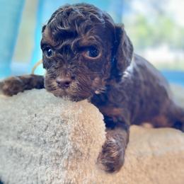 Stormy - Brown white and tan male Cockapoo puppy in Palm Beach County, Florida from Benji’s Cockapoos