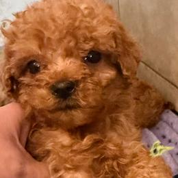 Pickle - Apricot female Goldendoodle puppy in Centralia, Missouri from Oodles Of Doodles Mo.