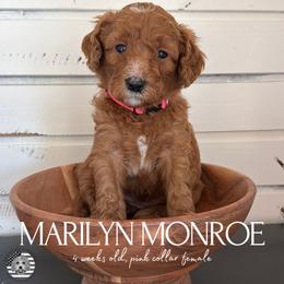Marilyn Monroe - Apricot female Goldendoodle puppy in San Jose, California from Red White and Doodle