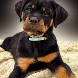Green - Black and mahogany female Rottweiler puppy in Lindale, Texas from Von MK Rottweilers