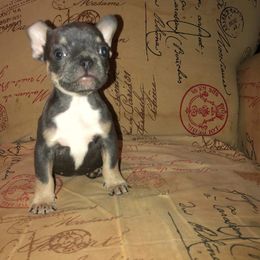 French Bulldog Puppies from TLC Frenchies
