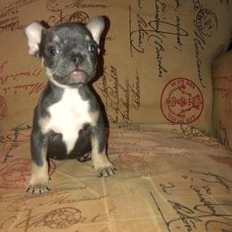 French Bulldog Puppies from TLC Frenchies