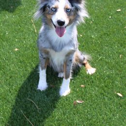 Aurora - Miniature Australian Shepherd