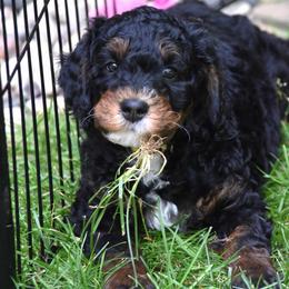 Yellow boy - Phantom male Bernedoodle puppy in Waukesha, Wisconsin from Bernedoodle Boutique (and Cavapoos)