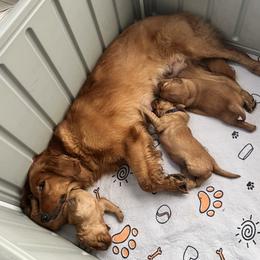 Golden Retriever puppies from Singing Dog Farm