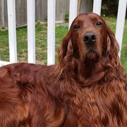 Irish Setters from Candia Woods Irish Setters