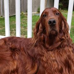 Irish Setters from Candia Woods Irish Setters