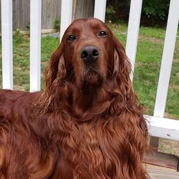Irish Setters from Candia Woods Irish Setters