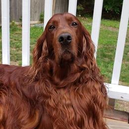 Irish Setters from Candia Woods Irish Setters