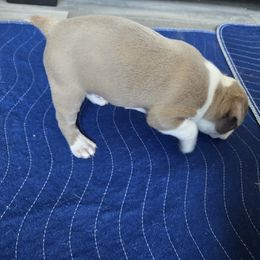 Boston Terrier Puppies from Campos Farms