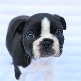 Inky - Seal brindle and white male Boston Terrier puppy in Plymouth, New Hampshire from Punk Kennels