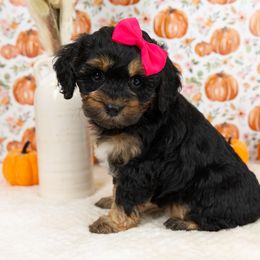 Cockapoo Puppies from Firm Foundation Cockapoos