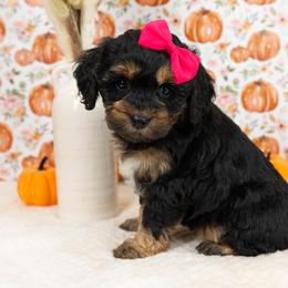 Cockapoo Puppies from Firm Foundation Cockapoos