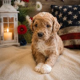 Double Doodle, Goldendoodle, and Labradoodle Puppies from Godley Doodles Of Texas