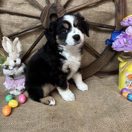 Black Tri Female number 1 - Black tri female Miniature American Shepherd puppy in Cowlitz County, Washington from Pleasant Woods Miniature American Shepherds