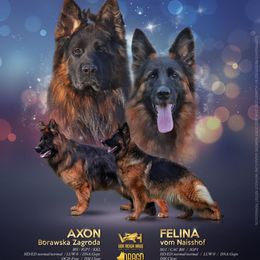 fell - German Shepherd