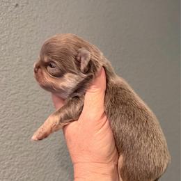Calvin - Chocolate blue male Chihuahua puppy in Newport Beach, California from Exotic City Pomeranians and chihuahuas